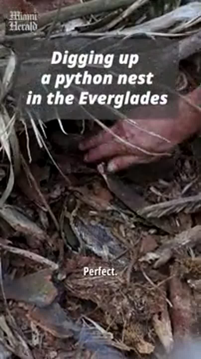 Watch researchers dig up a python's egg nest