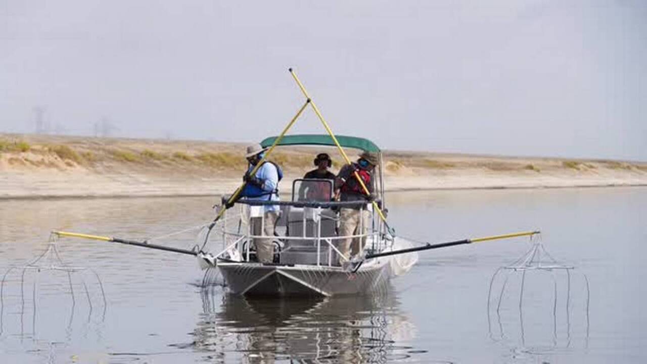 Fishing line: Striper action takes off near Colusa and on Feather River