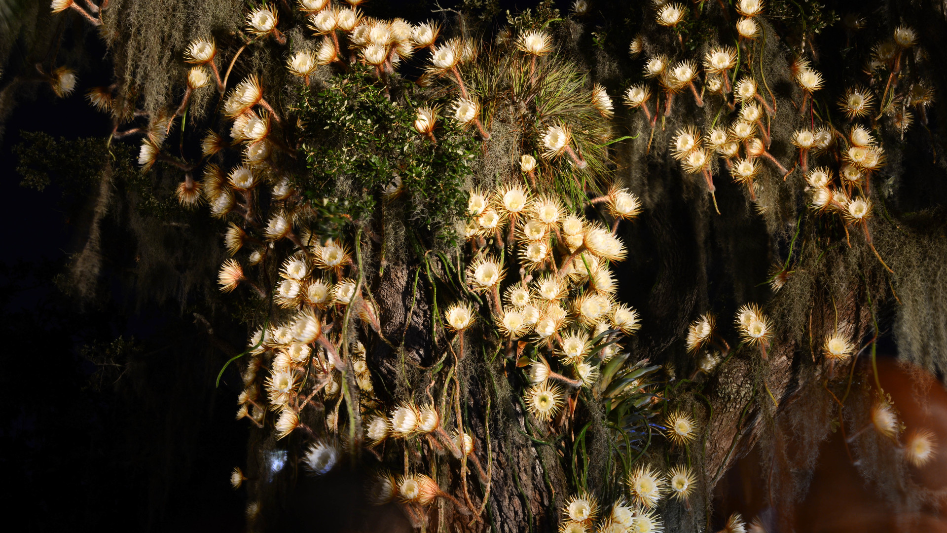 "Queen of the Night" set to display its annual, nocturnal bloom at Selby Gardens