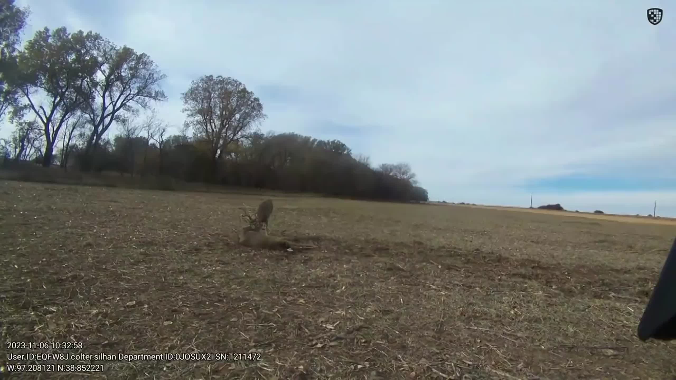 ‘I was nervous’: Video shows Kansas game warden shooting to free entangled bucks