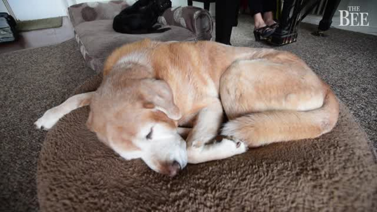 Canine music expert calms your anxious pet