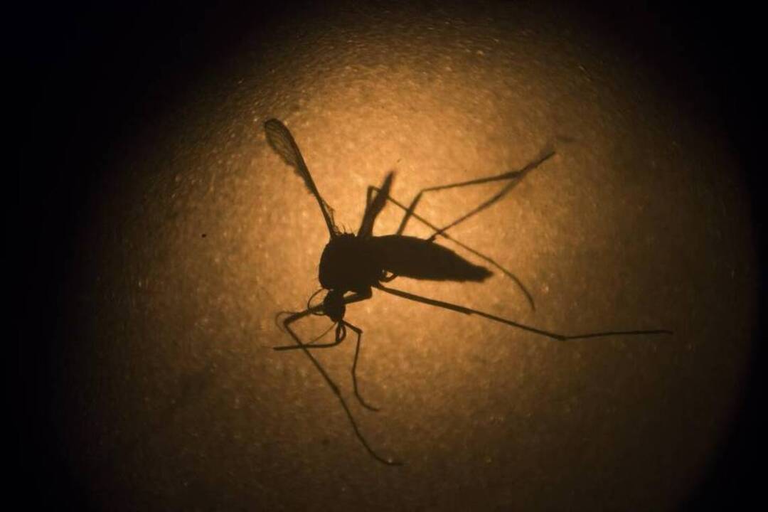 Zika virus could spread to all the Americas