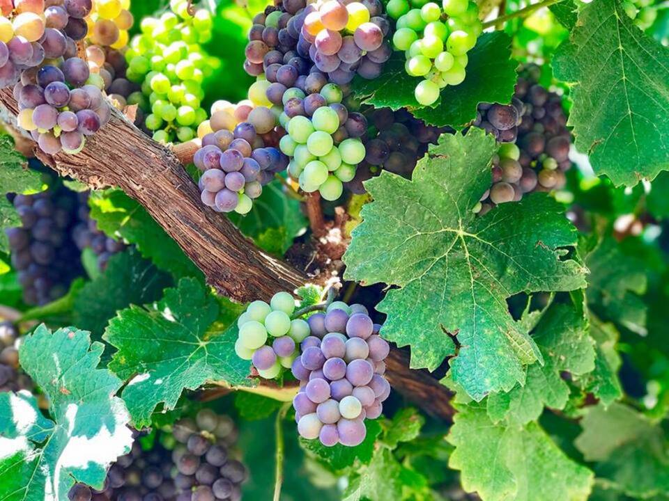 Take a beautiful look at Sacramento Valley crop bounty as harvest season nears