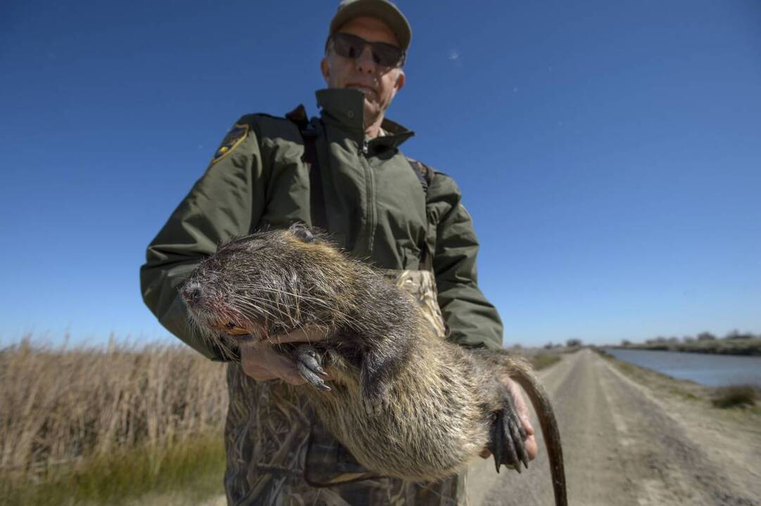 Why California officials fear this lapdog-sized swamp rodent