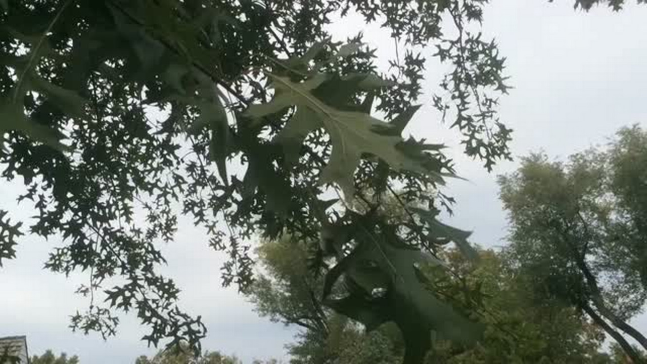 Oak mites' bite