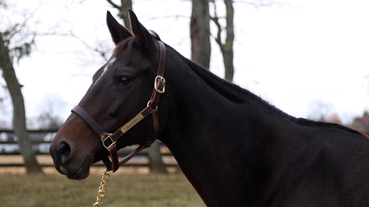 See Feathered, the dam of Breeders’ Cup Classic favorite Flightline, at Summer Wind Farm