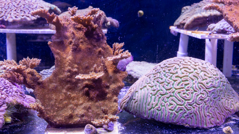 Brain coral from the Cayman Islands spawn in a lab in Florida