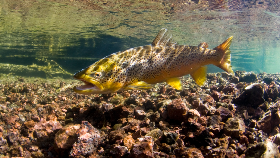 WDFW stocks local lakes for Black Friday fishing