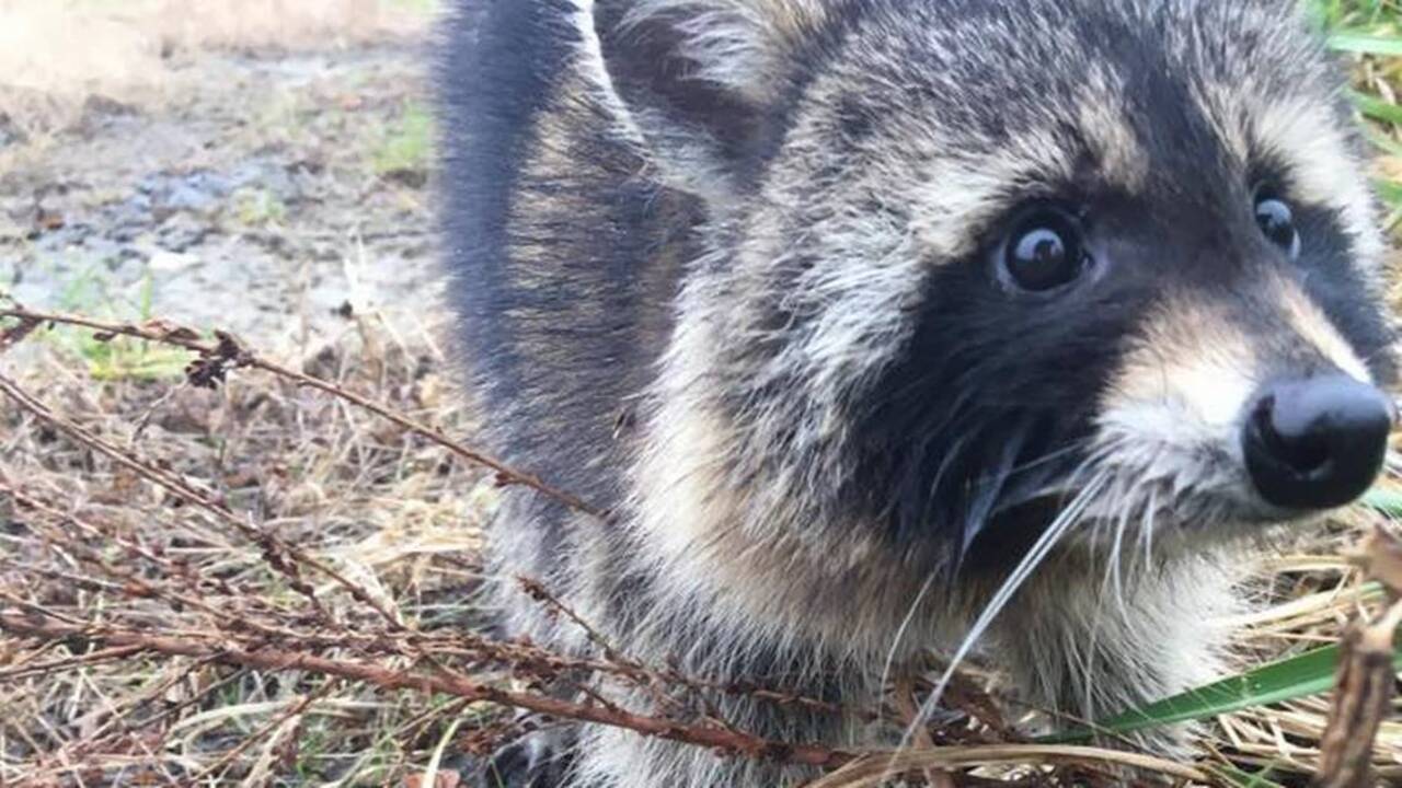 The ‘staggering’ raccoons were acting rabid, but they were just drunk