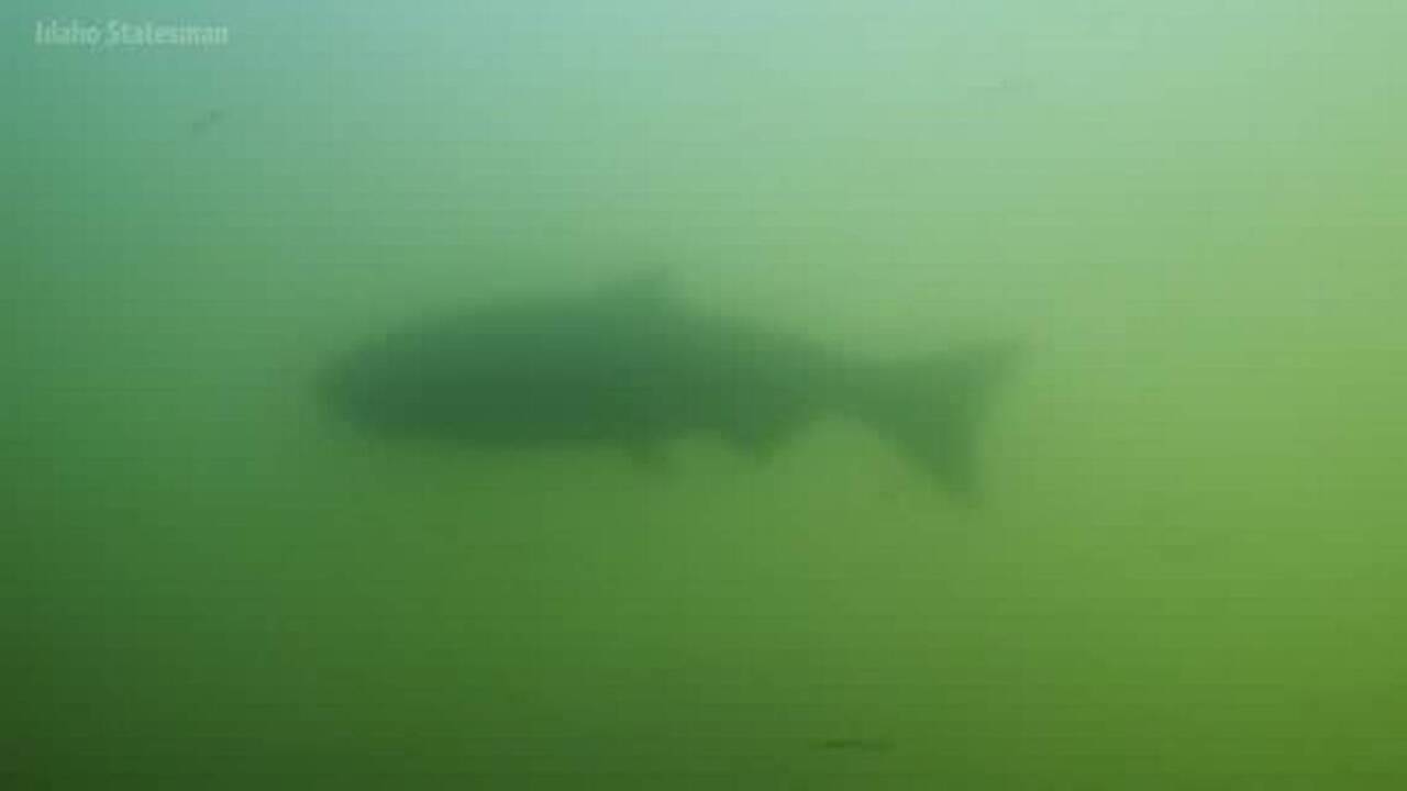 This GOP congressman wants to remove 4 dams to save Idaho’s salmon. It’ll cost billions.