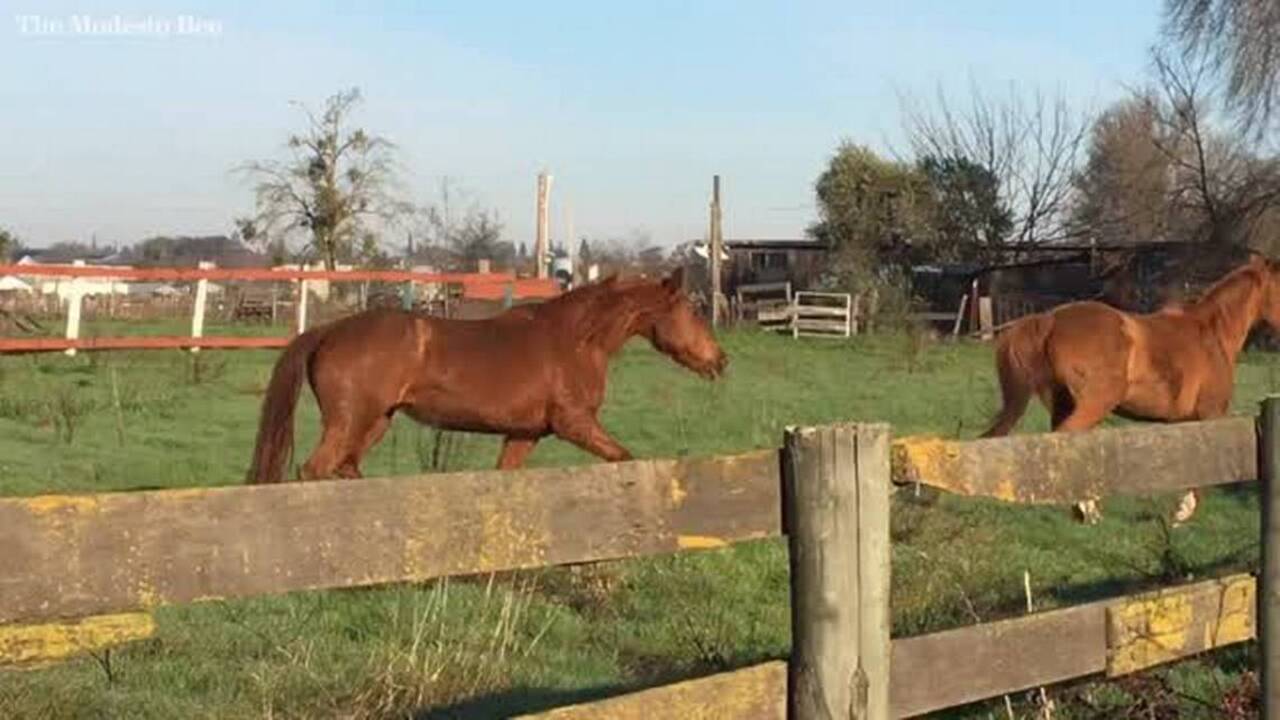 Horses run loose in Riverbank after stolen car crashes through their pasture