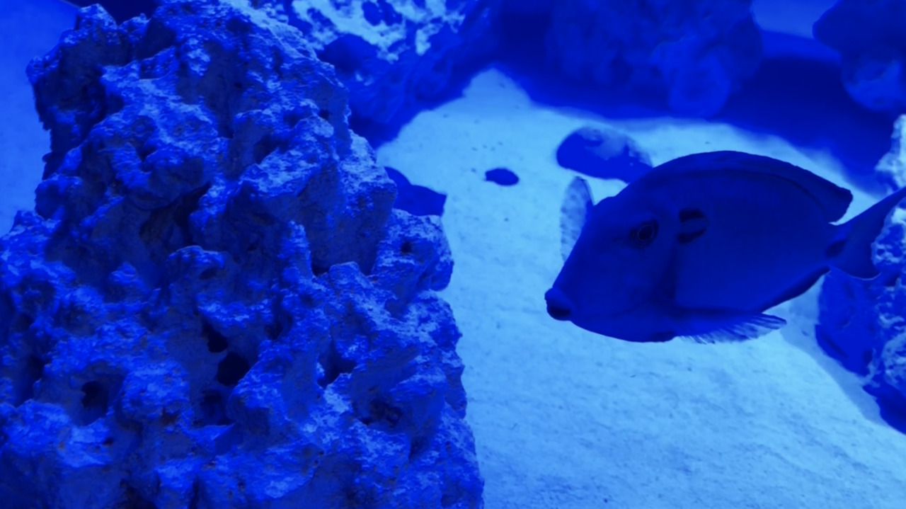 SeaQuest aquarium in Folsom opens to a packed house – and a PETA-backed protest
