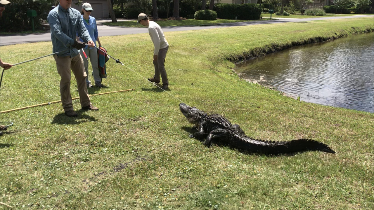 Have you ever seen a 7-foot alligator do barrel rolls? This one in Sea Pines tried it