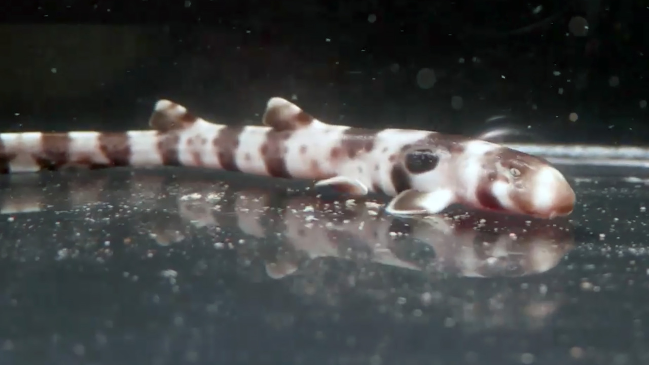 Unusual striped baby shark hatches at Tennessee aquarium during Shark Week