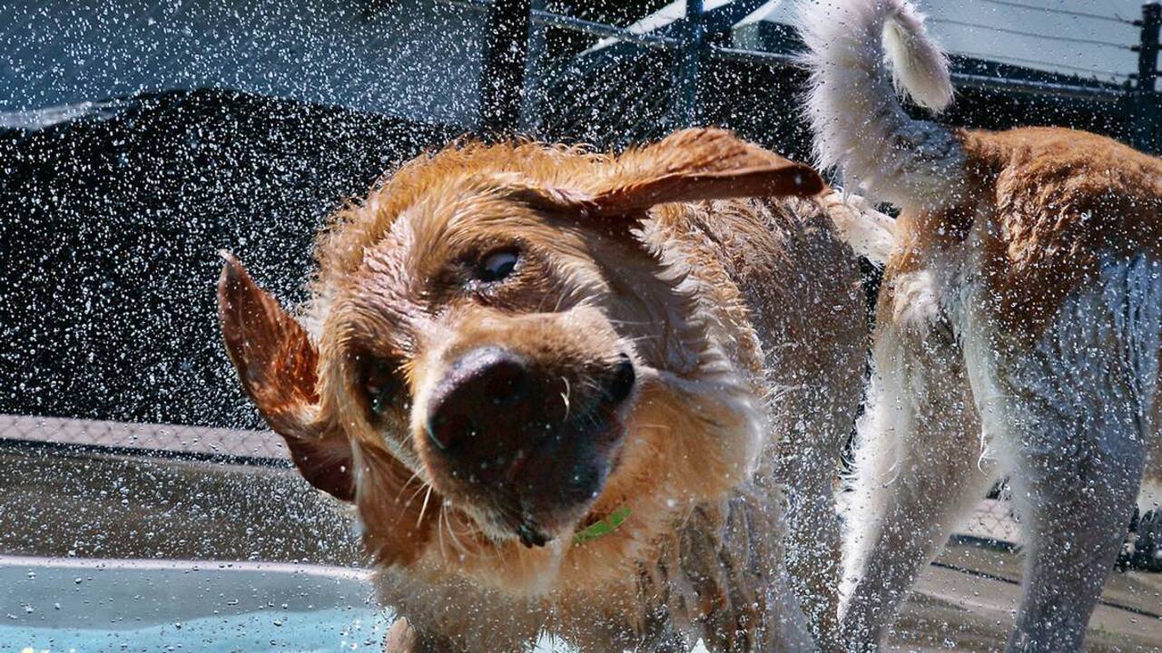 Dogs beat the heat by keeping cool in the pool