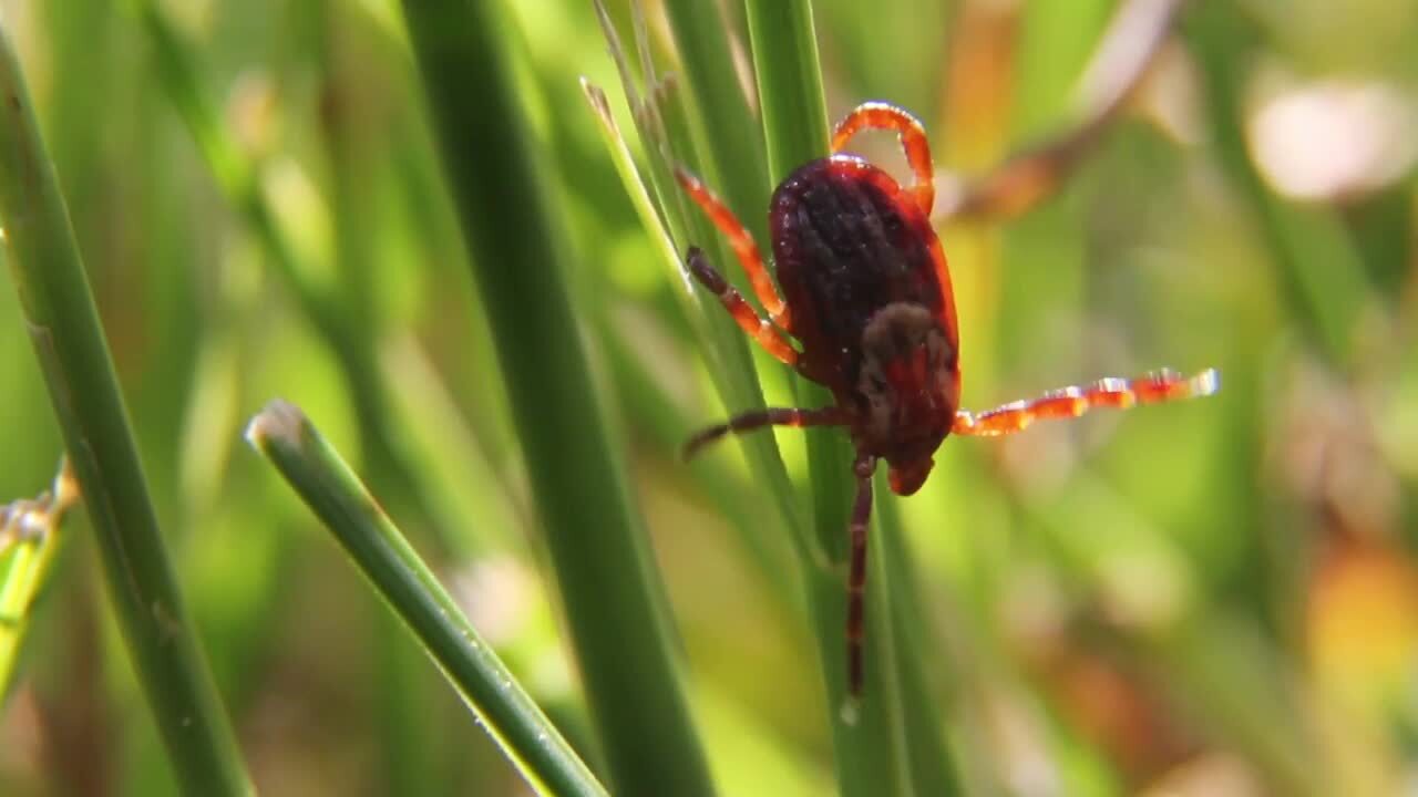 Her illness was a mystery; it was a tick bite that killed her. Now mom wants awareness