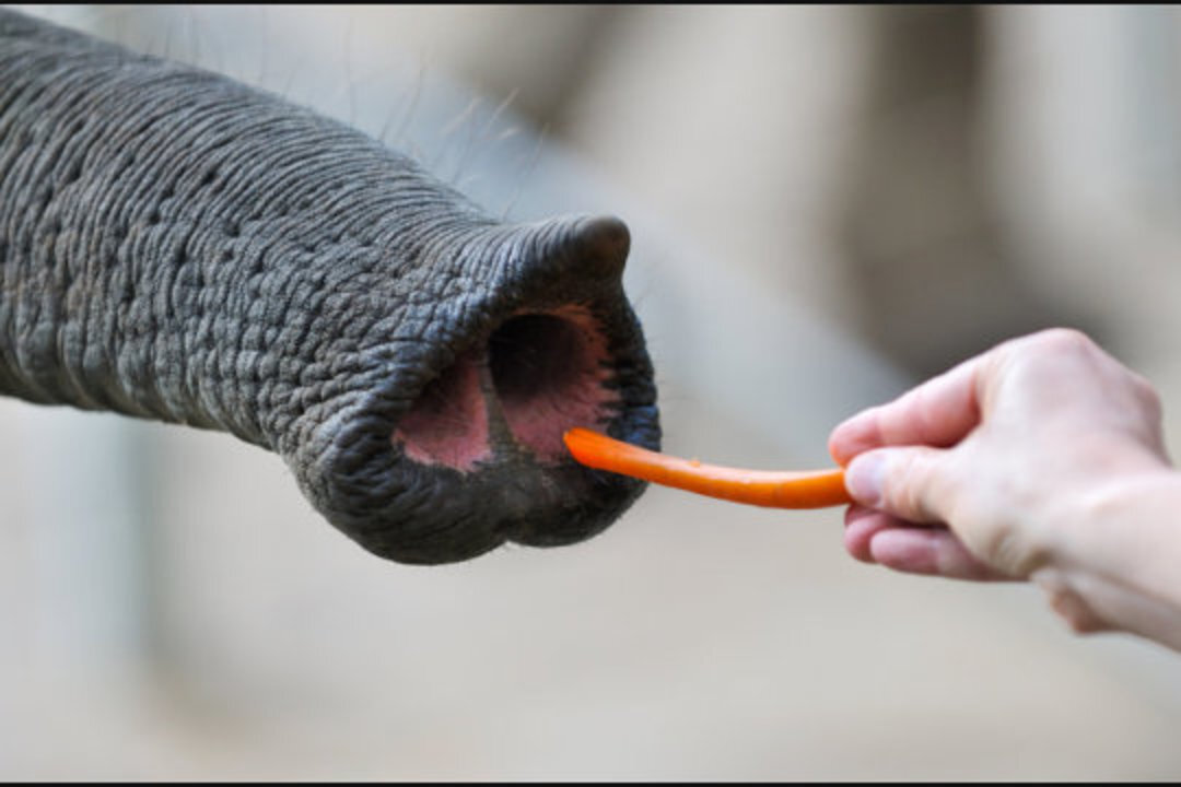 Inside the nose of an elephant