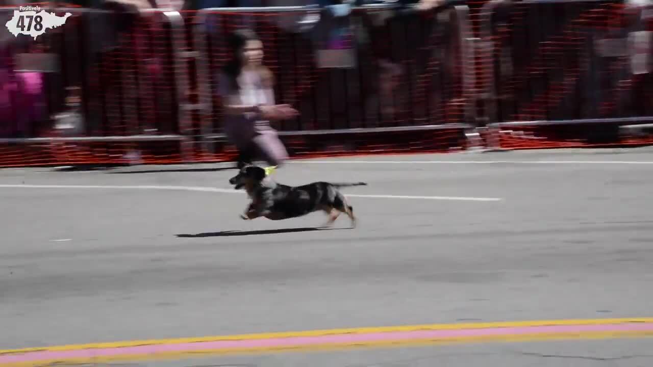 Watch wiener dogs run for a trophy at the Cherry Blossom Festival