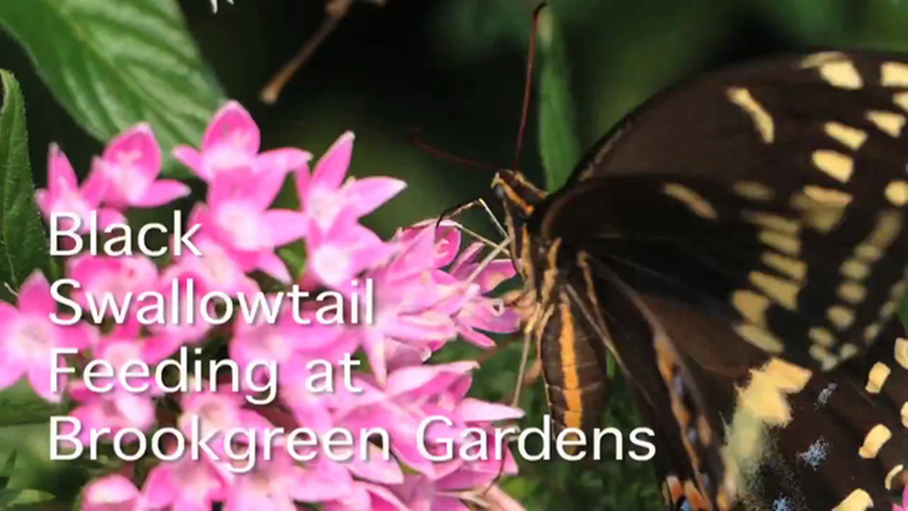 Black Swallowtail Butterfly at Brookgreen Gardens
