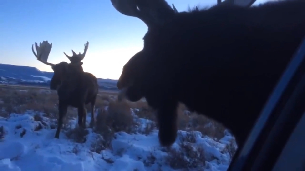 Watch these moose lick salt from an Idaho couple’s car