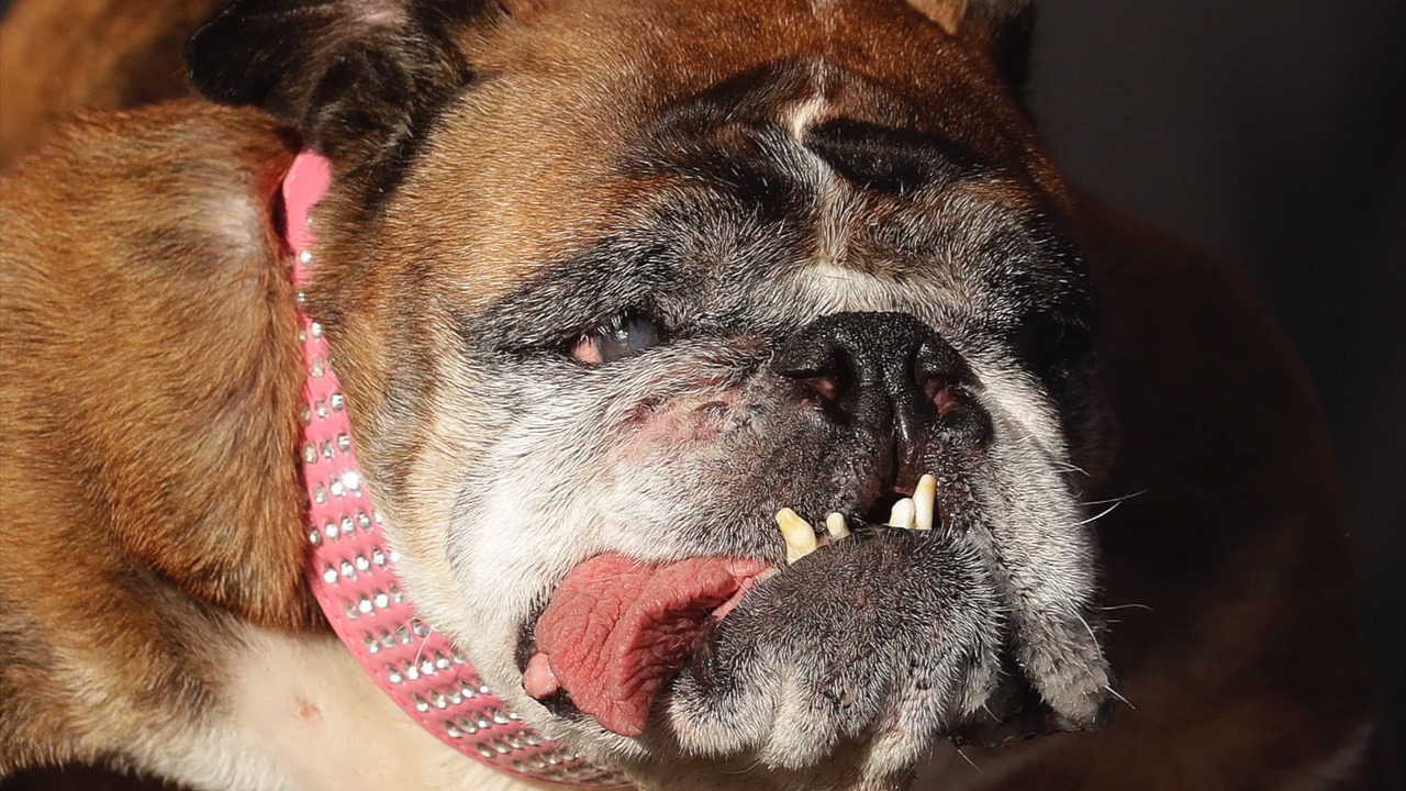 Here are the ugliest dogs of 2018 - who would you pick as the winner?