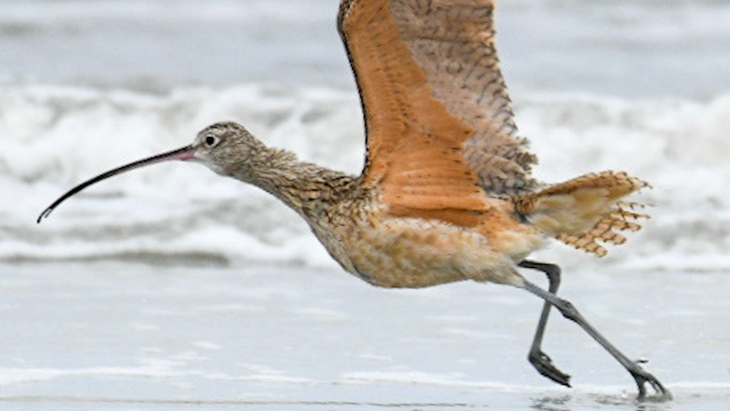 Here for the winter, long-billed Curlew spotted on SC barrier island