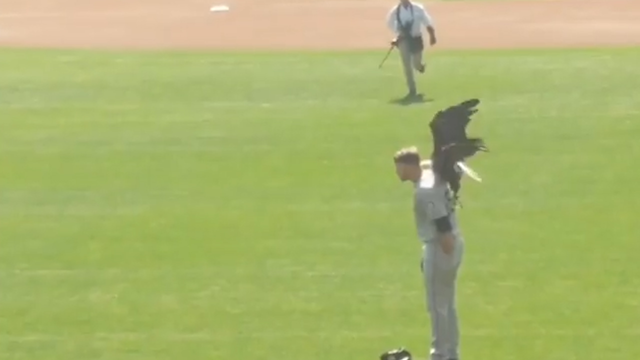 Bald Eagle comes in for landing on Mariners pitcher's shoulders during national anthem