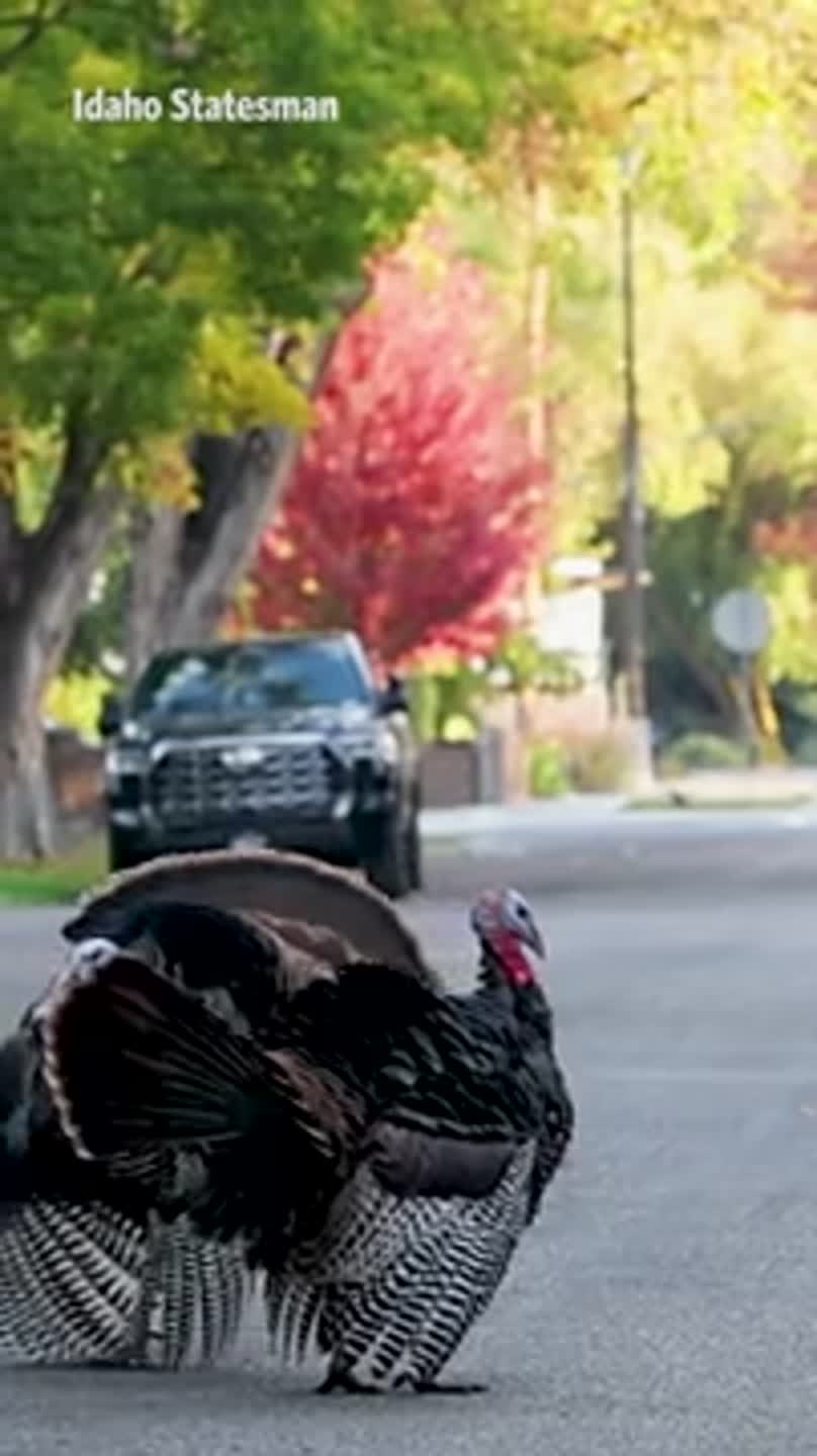 'Nuisance' turkeys disrupt traffic in Boise neighborhoods