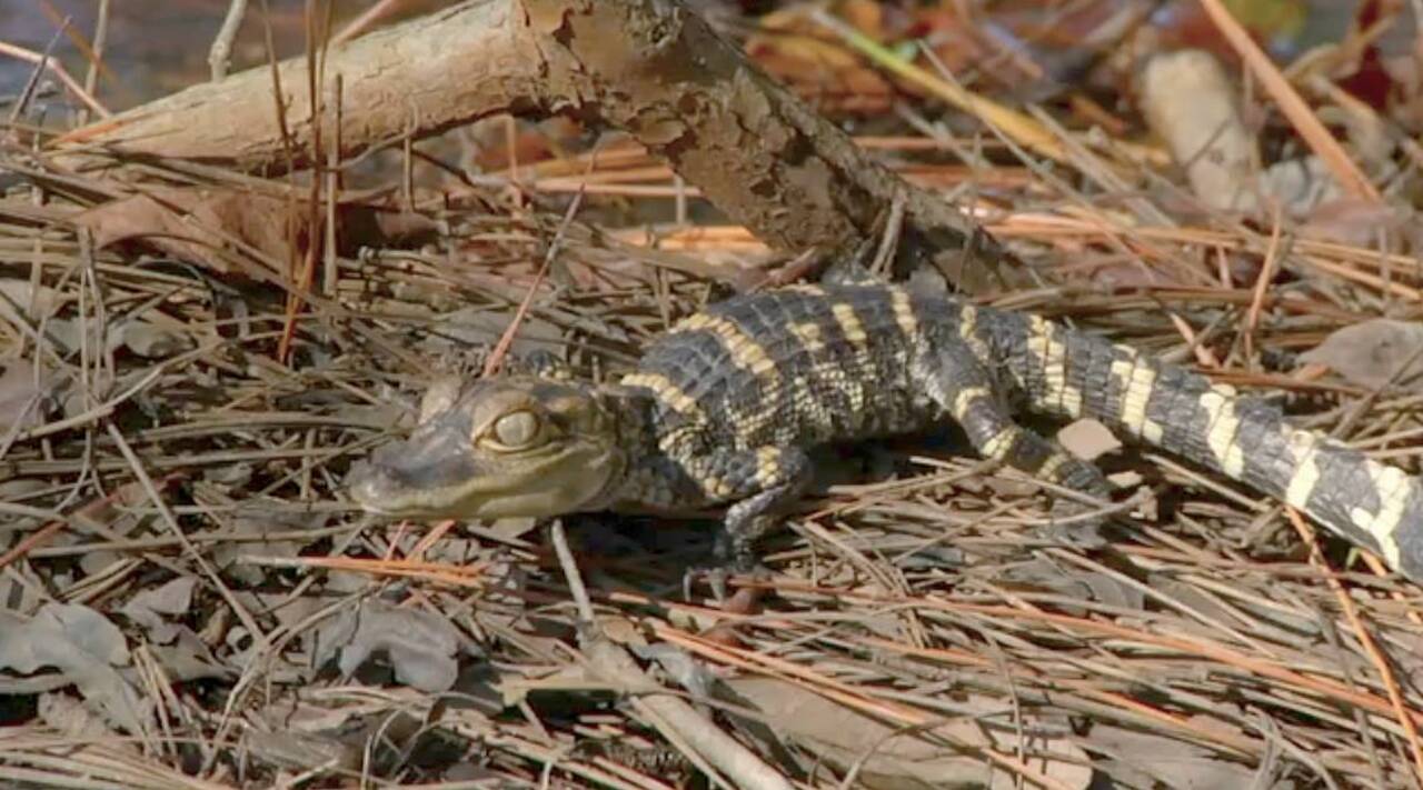 Wonder where alligators go when it’s cold?  Check this out!