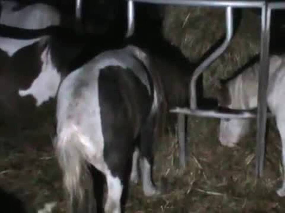 Video shows neglected animals seized from vet's home (Video ...