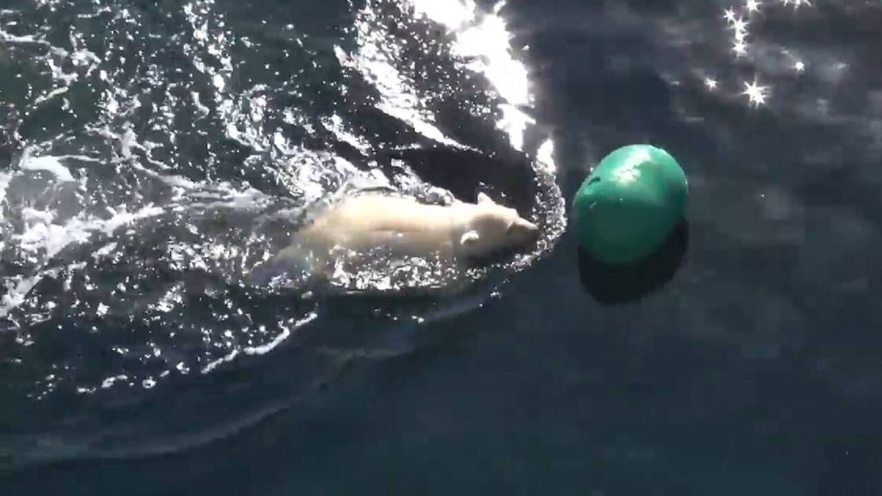 Polar bear makes a splash at Columbus Zoo debut