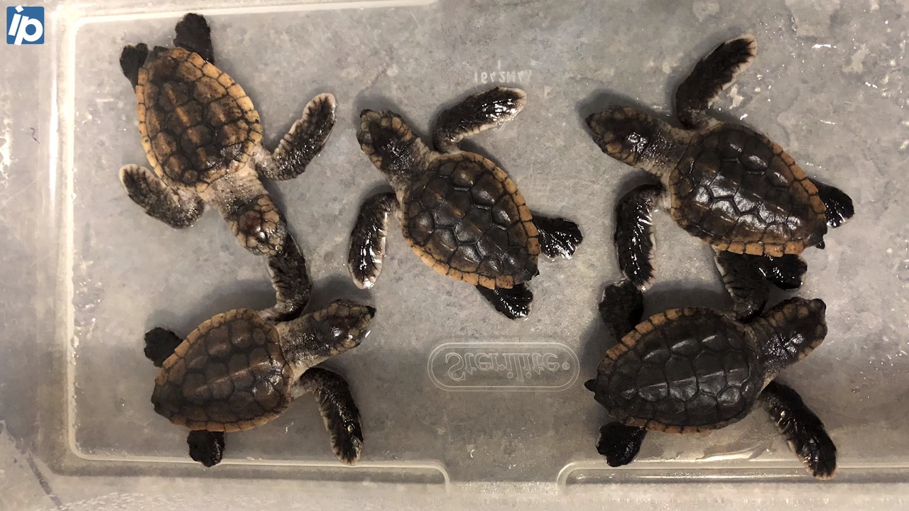 Turtle Packet Ky. tourists fined for taking Tybee Island sea turtles | Hilton Head ...
