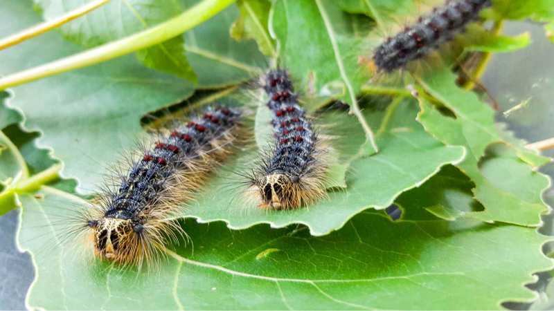 An invisible invasion: the spongy moth is a villian for WA forests