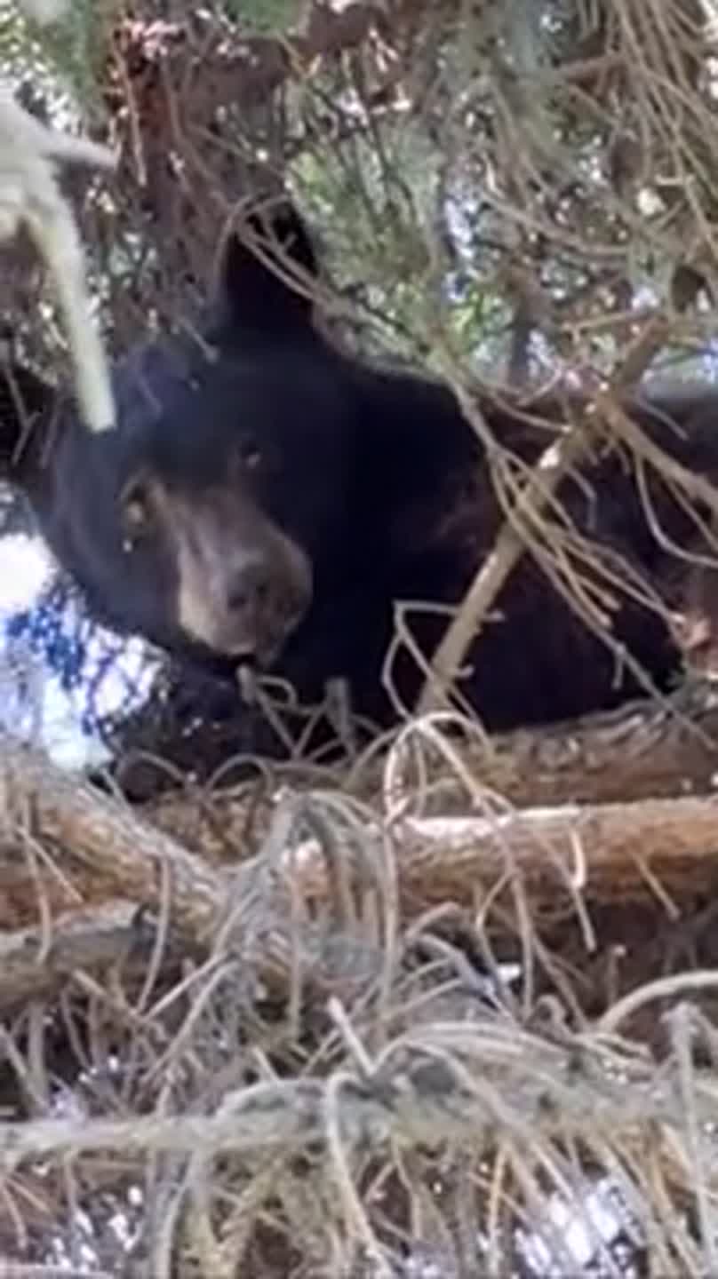 Firefighters, Idaho Fish and Game catch and relocate black bear from Nampa