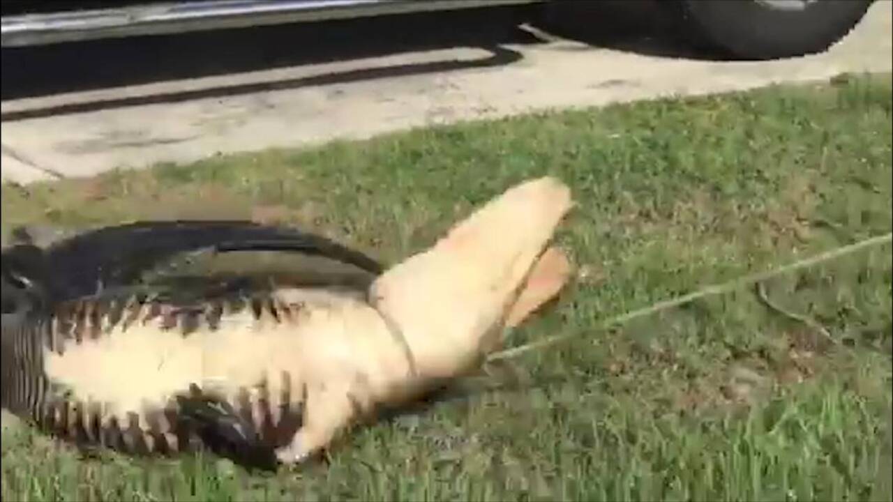 Alligator removed from under truck on Land O' Lakes driveway