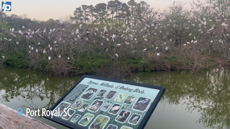 Listen as hundreds of birds drown out human-made sound as they nest at SC wetlands