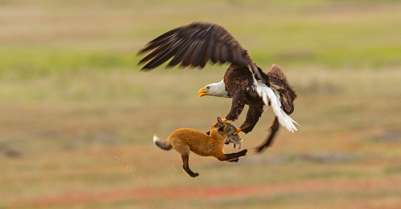 Watch: Bald eagle battles fox for rabbit in skies above Washington's San Juan Island