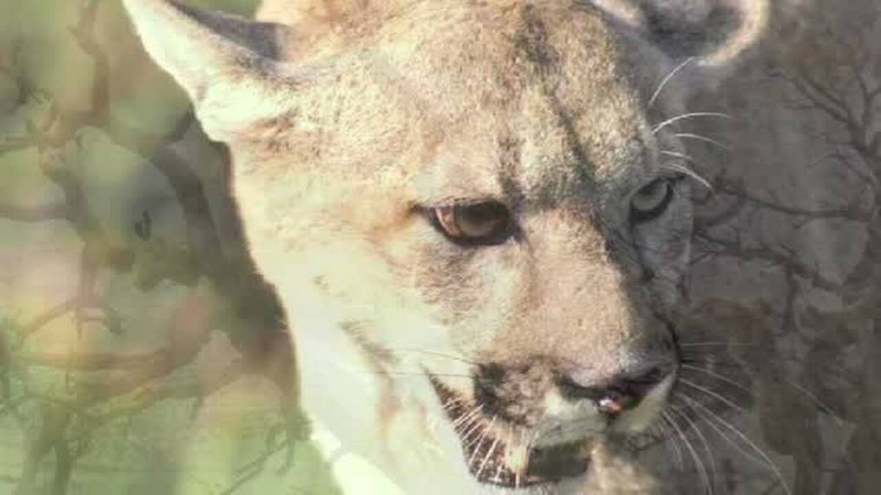 What do to if you meet a mountain lion