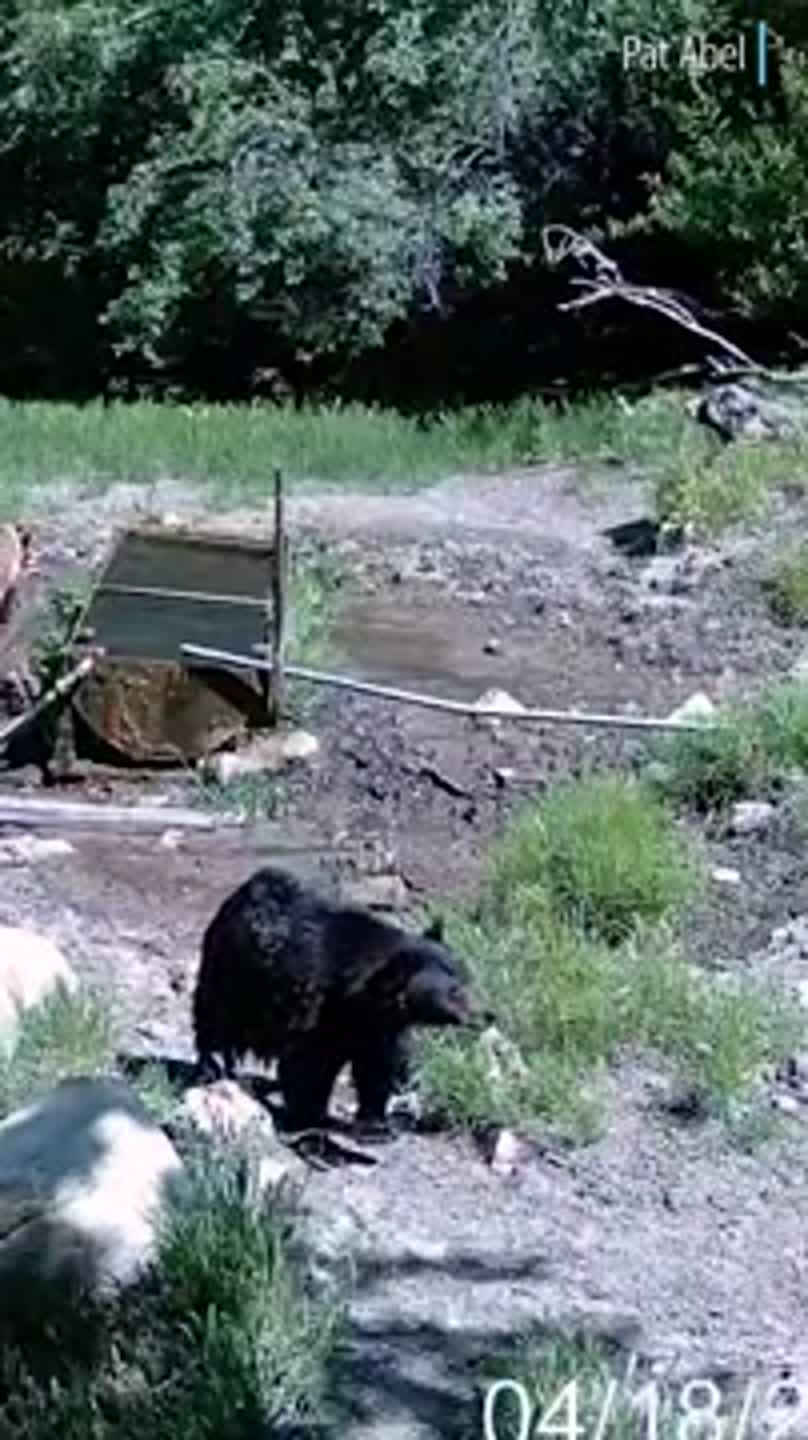 See bear chase calf, rancher confronted next