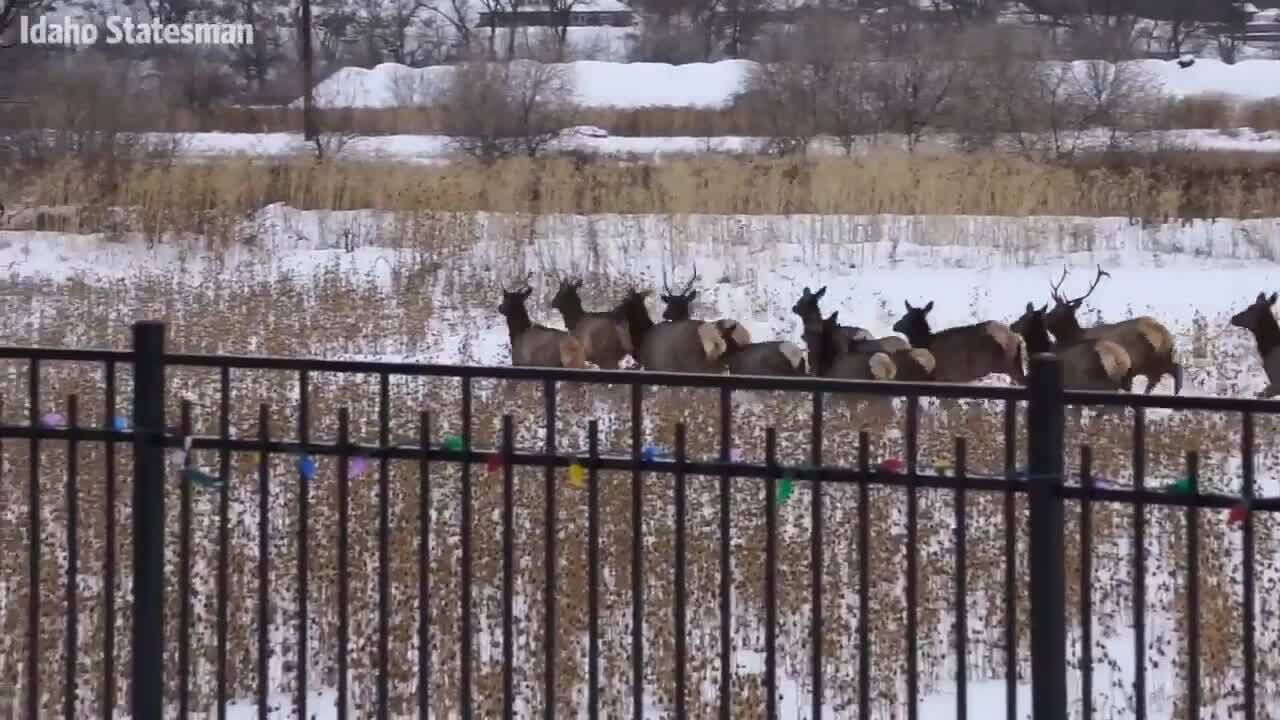 Fish and Game closes huge chunk of eastern Boise Foothills to protect big game