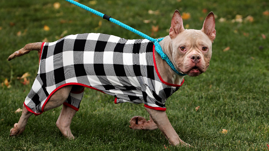 Watch a starved and neglected Tri-Cities pup getting stronger. ‘A survivor, for sure’