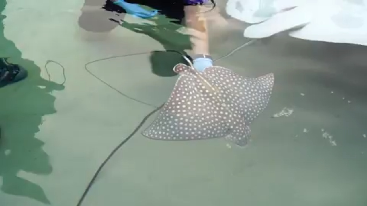 Spotted eagle rays born at Discovery Cove in Orlando