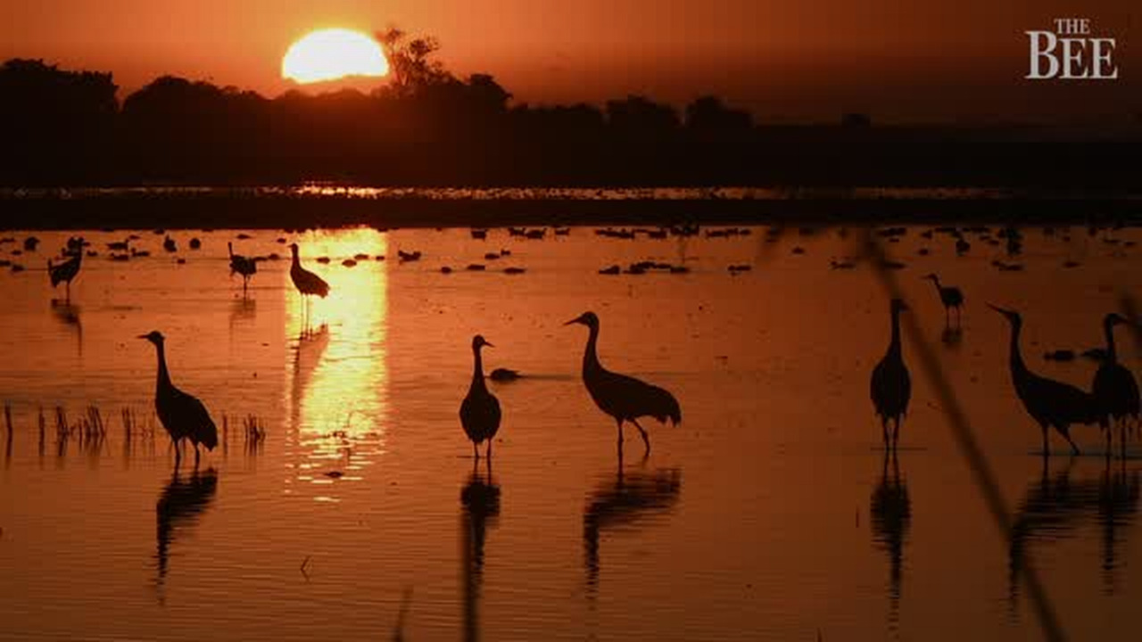 Video: Sandhill cranes return to Sacramento-San Joaquin Delta