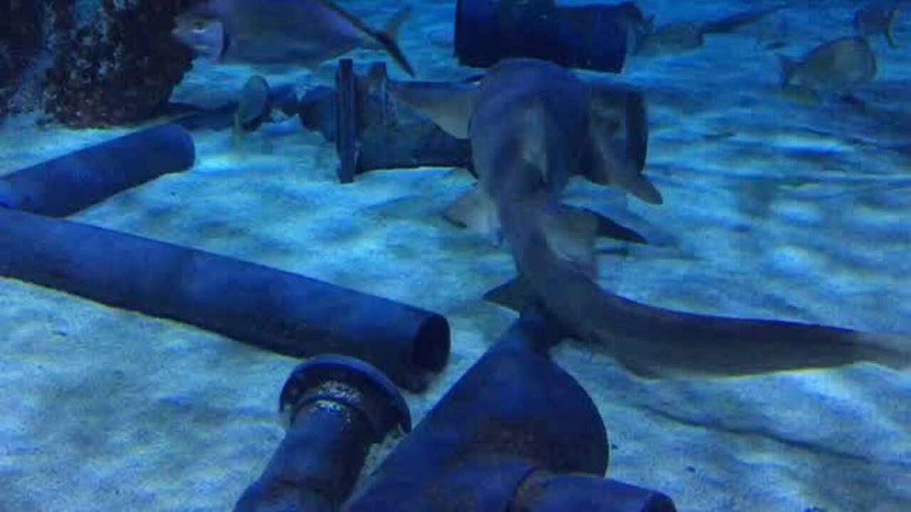 Sharks thrive off the Mississippi Coast. But who faces a bigger threat — us or them?