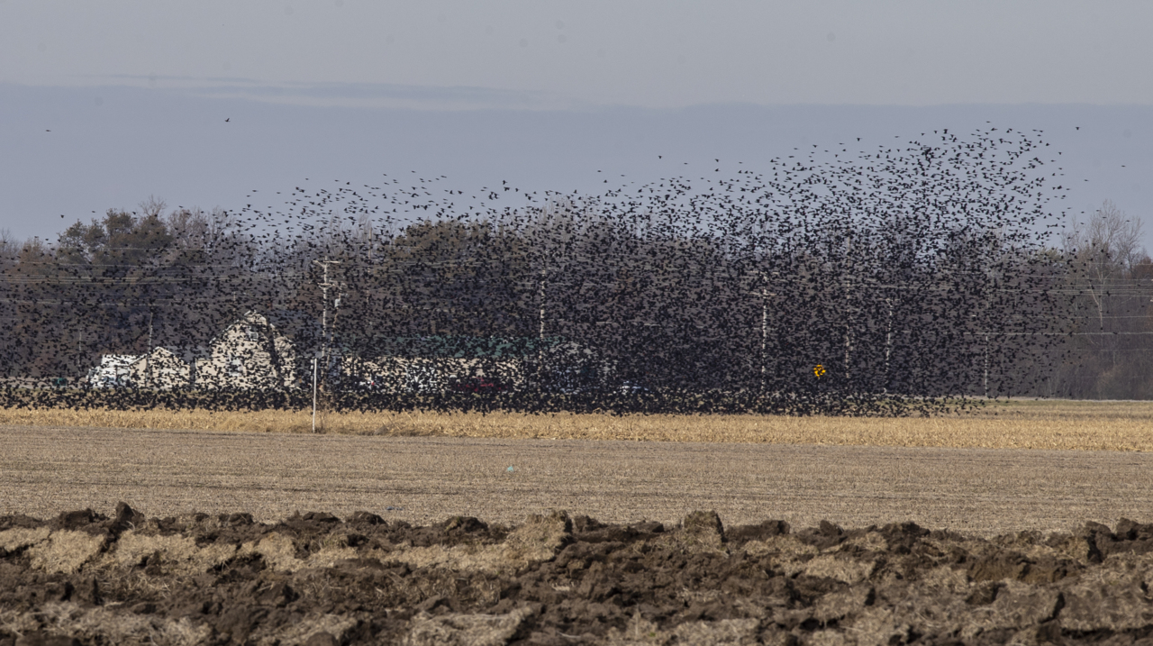Calling all bird lovers! Audubon’s Christmas Bird Count is on in southwest Illinois