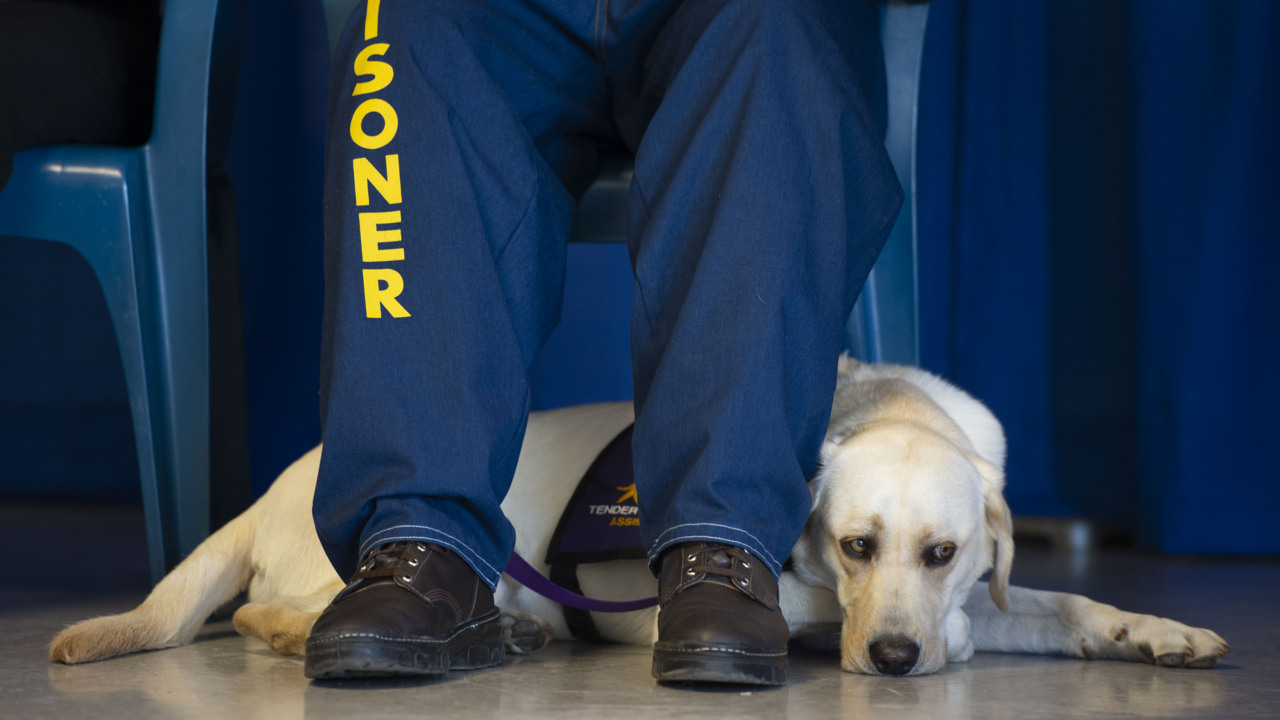See prison pups graduate service training program