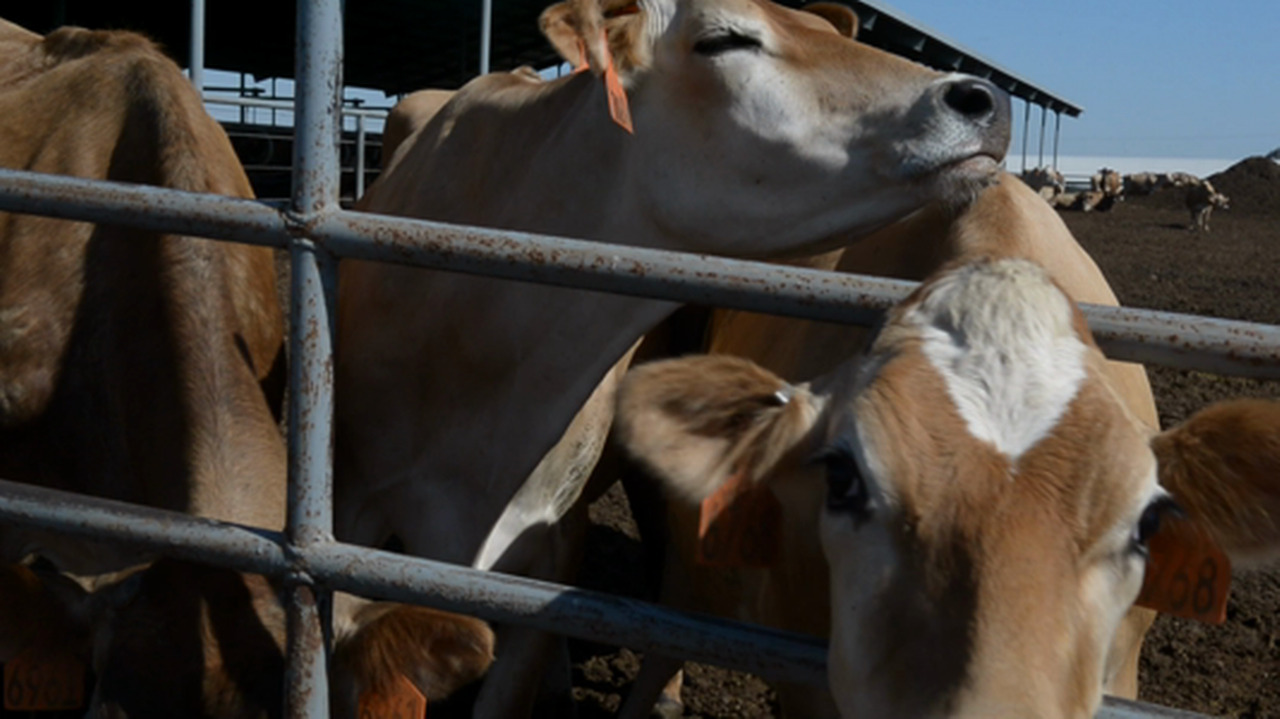 USDA grants $130 million to encourage ‘climate-smart’ dairy and almonds in California