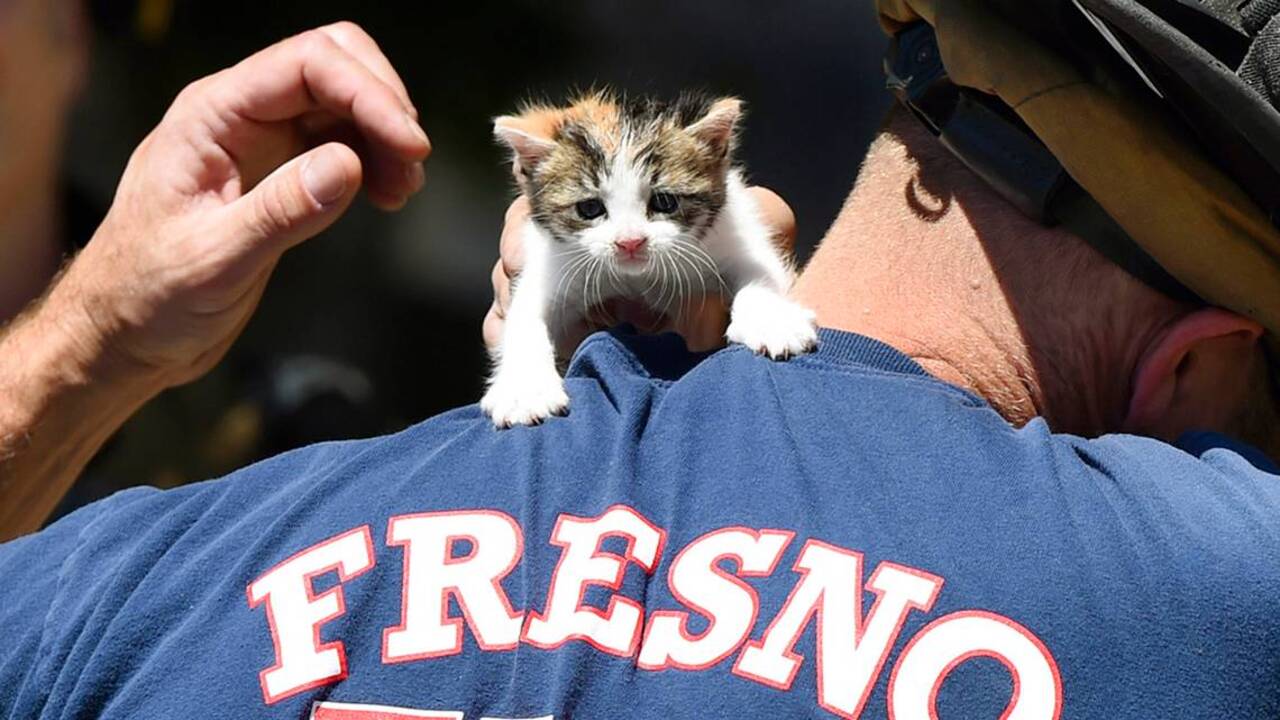 Fire department rescues kitten from fire