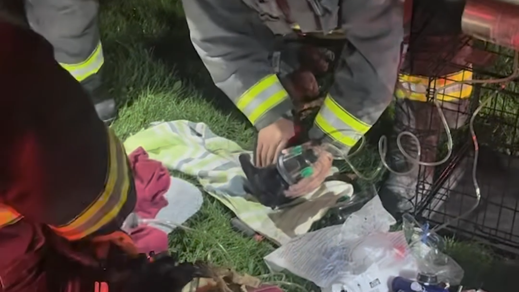 Modesto firefighters rescue, revive 2 dogs after garage fire