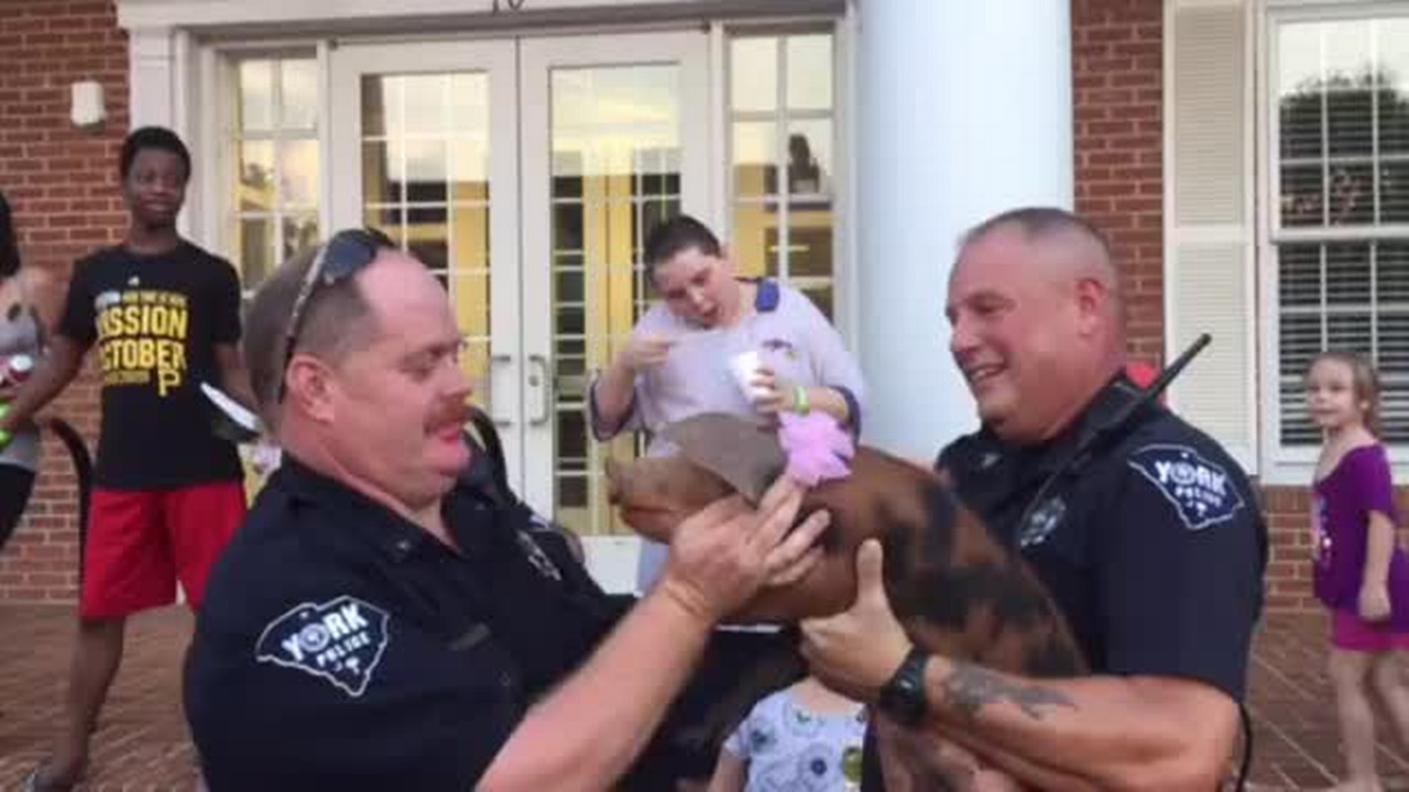 York police lieutenant kisses pig
